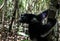 Portrait of Indri Indri lemur at the tree, Atsinanana region, Madagascar