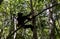 Portrait of Indri Indri lemur at the tree, Atsinanana region, Madagascar