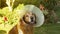 Portrait of an injured Golden Retriever dog with a plastic cone on his neck so that he does not hurt himself in the garden of his