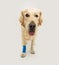 Portrait injured labrador retriever puppy dog with a bandage in a leg.  on white background