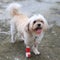 Portrait of Injured Shih Tzu wrapped by red bandage