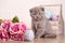 Portrait of Interesting Scottish kitten with flower
