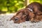 Portrait of an Irish red setter