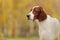 Portrait irish red and white setter