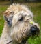 Portrait of Irish wheat soft-coated Terrier. Shaggy curly dog with a pigtail on his head