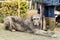 Portrait of an Irish wolfhound used for hunting with his boss