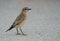 Portrait of a Isabelline Wheatear at Busaiteen coas, Bahrain