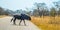 Portrait of an isolated Blue wildebeest or gnu ungulate or connochaetes Taurinus in a South African game reserve during a safari