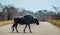 Portrait of an isolated Blue wildebeest or gnu ungulate or connochaetes Taurinus in a South African game reserve during a safari