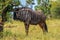 Portrait of an isolated Blue wildebeest or gnu ungulate or connochaetes Taurinus in a South African game reserve during a safari