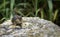 Portrait of an isolated chipmunk foraging for food