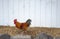 Portrait of an isolated cockerel ameraucana rooster 2