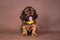 Portrait of a isolated dachshund puppy in studio