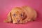 Portrait of a isolated dachshund puppy in studio