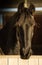 Portrait of isolated pure bred frison horse