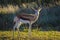 Portrait of an Isolated springbok national animal of South Africa