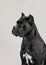 The portrait of Italian cane-corso dog