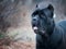 The portrait of Italian cane-corso dog in the park