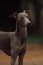 Portrait Italian Greyhound in palm trees stay