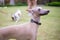 Portrait of Italian Greyhound wearing leather collar sitting in the summer park., closeup