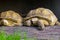 Portrait of an ivory turtle Ð¡helonoidis nigra