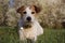 PORTRAIT JACK RUSSELL DOG LYING ON GRASS AGAINST DEFOCUSED SPRING FLOWERS BACKGROUND