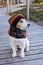 Portrait of jack russell dog wearing in knitted beret and scarf