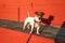 Portrait of Jack Russell with his shadow cast on a red wall