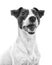 Portrait of jack russell terrier.
