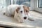 Portrait Jack Russell Terrier dog. Lies on a stone windowsill.