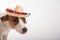 Portrait of a Jack Russell Terrier dog wearing a sombrero on a white background