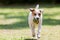 Portrait Of Jack Russell Terrier Running
