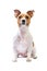 Portrait Jack Russell Terrier, sitting in front, isolated white background