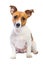 Portrait Jack Russell Terrier, sitting in front, isolated white background