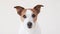 Portrait of a Jack Russell Terrier, studio setting captured. Attentive expression, brown and white fur detailed