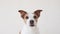 Portrait of a Jack Russell Terrier, studio setting captured. Attentive expression, brown and white fur detailed