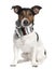 Portrait of Jack Russell terrier wearing scarf