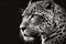 portrait of jaguar close-up on a monochrome background