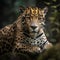 Portrait of a jaguar (Panthera onca)