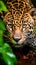Portrait of a jaguar (Panthera Onca)