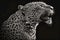 portrait of jaguar waist-high side view, shouts into a megaphone, on a monochrome background