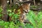 Portrait of jaguar in wildlife