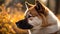 Portrait of a Japanese Akita inu dog in the autumn forest