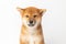 portrait Japanese dog Siba inu. Red Dog head On a white background with copy space