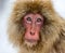 Portrait of Japanese macaque. Close-up.