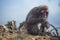 Portrait of Japanese Macaque On Tree at Arashiyama Monkey Park Iwatayama in Kyoto, Japan