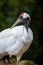 Portrait of a Japanese red-crowned crane, Grus japonensis