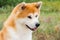 portrait of Japanese thoroughbred dog Akita inu