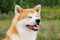 portrait of Japanese thoroughbred dog Akita inu