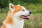 portrait of Japanese thoroughbred dog Akita inu